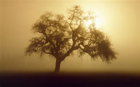 Sunlight Fog Mist Shadow Silhouette Tree Hd Wallpaper Nature And