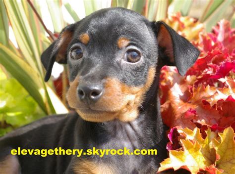 Maybe you would like to learn more about one of these? 2 chiots Pinscher nain - Elevage de Earl Thery | Acheter ...