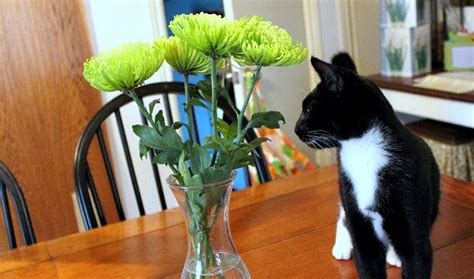 Put orange and lemon peels in your pots along with the plants to help deter them. How to Keep Cats Out of House Plants and Cut Flowers - The ...