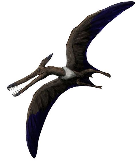 Cretaceous Period Pterosaur Discovered In Northeast China