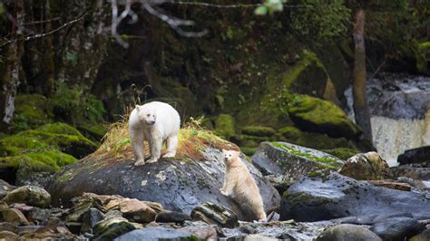 Spirit Bear Quest Search For The Elusive Kermode Bear In Northern Bc