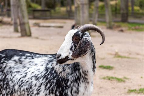 The Domestic Goat Capra Aegagrus Hircus Stock Photo Image Of