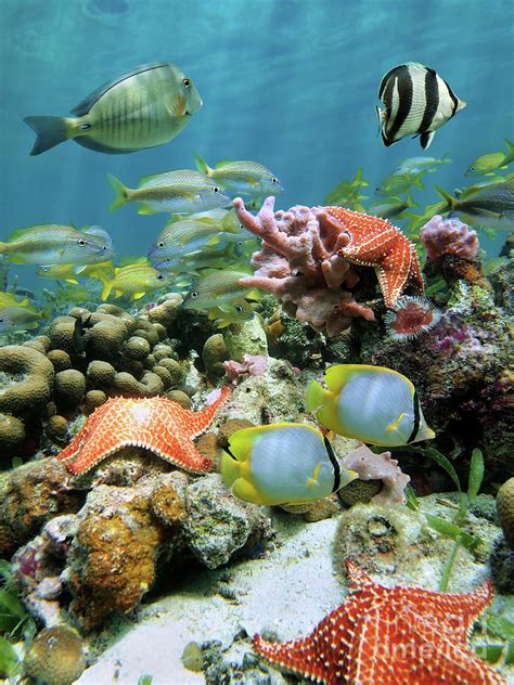 Starfish And Tropical Fish In A Coral Reef Of The Caribbean Sea