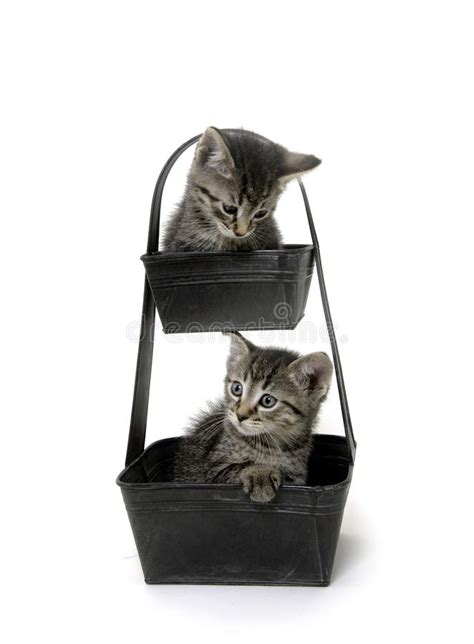 Two Cute Tabby Kittens Flower Pot Photos Free And Royalty Free Stock