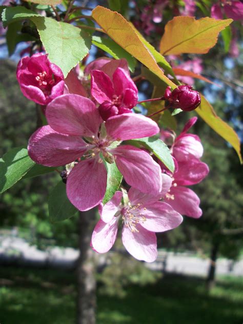 Fotos Gratis Primavera Florecer Flores Rosadas Naturaleza Parque