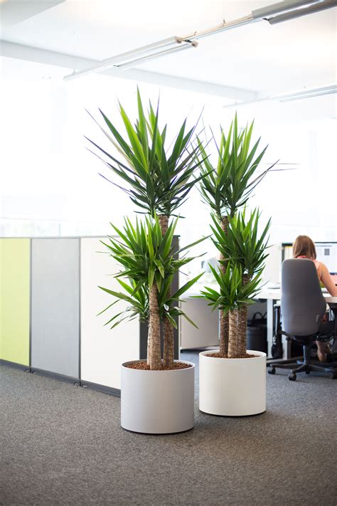 Images Of Live Office Plant Displays Office Landscapes