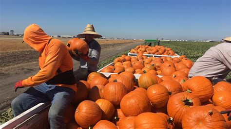 Pumpkins Aplenty For The San Joaquin County Pumpkin Harvest