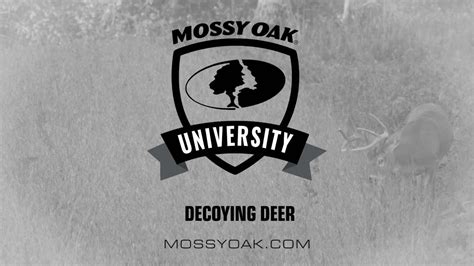 How To Use A Deer Decoy Best Practices Mossy Oak University Mossy