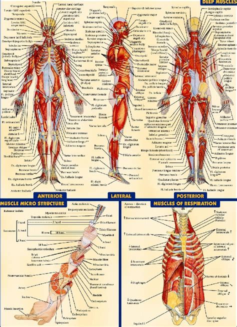 Body Muscle Names Chart Human Body Human Muscular System Arm