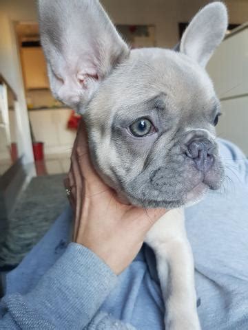 Lovely lilac french bulldogs feature a distinct coloring and vibrant eyes. Rare French Bulldog Colors - Frenchie World Shop