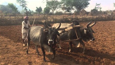 Madhya Pradesh Farmer Ploughing Field By Ox In Rural Central India