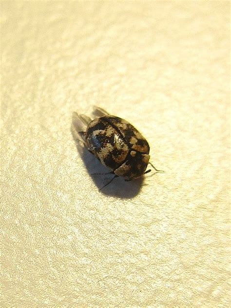 We have a bug that is only in our laundry room. Beware of carpet beetles | | tucson.com