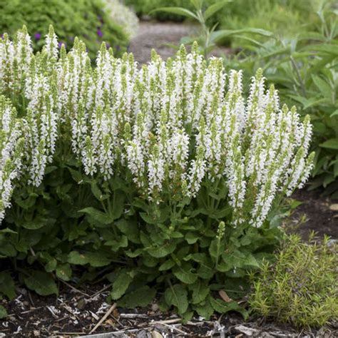 White Perennial Flowers That Bloom All Summer The Perennial Flowers