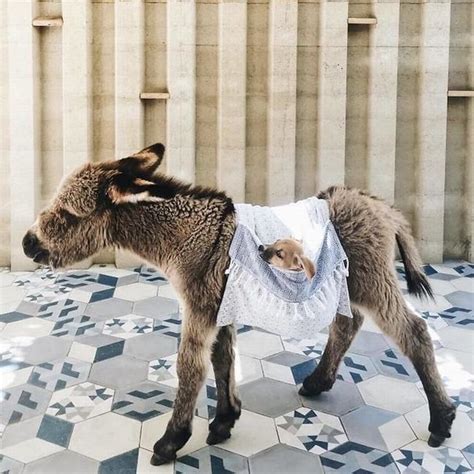 Precious Photos Of The Most Adorable Baby Donkeys