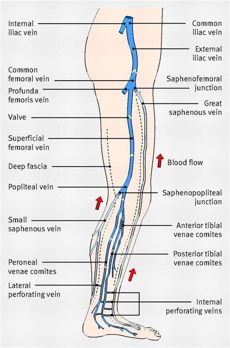 Leg Vein Anatomy Human Body Anatomy Human Anatomy And Physiology Vascular Ultrasound