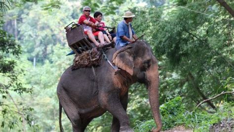 Chinese Tourist Elephant Rides On The Wane