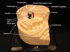 At the appropriate time, the cartilage model is invaded by a mass of material that begins to destroy the. Pin by Danielle Papas on Nursing Anatomy & Physiology | Human anatomy drawing, Human anatomy ...