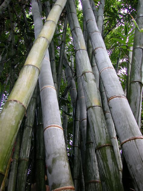 Giant Bamboo Bamboo Australia Sunshine Coast