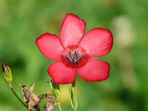 1 Gram Flower Seeds Scarlet Flax Linum Grandiflorum Rubrum Ieb60