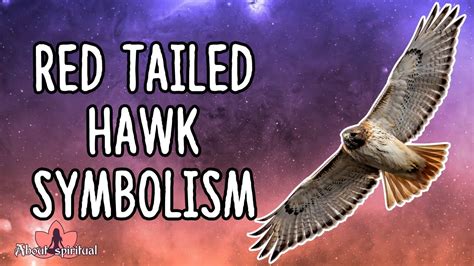 Red Tailed Hawk Spiritual Meaning Daily Spiritual Guide