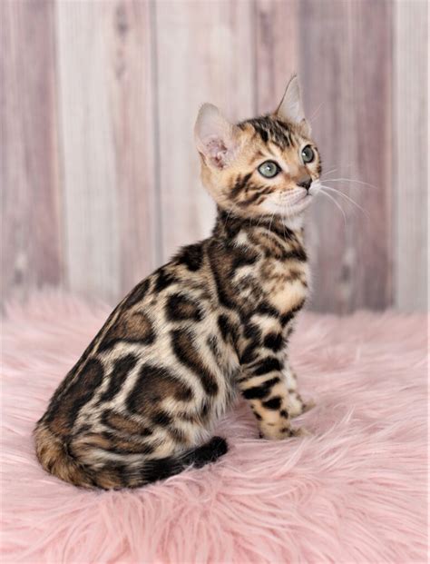 Bengal Kitten Price Licensed Breeder In Colorado