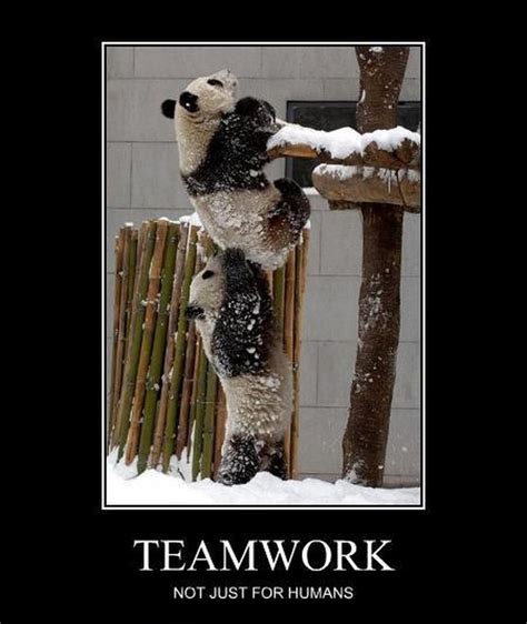 Funny Animal Teamwork Quotes Quotesgram