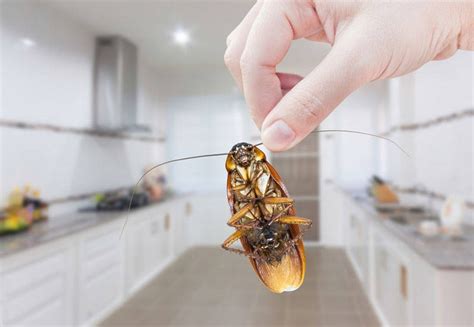 Big or small, roaches are not creatures you want living in your house. How to Get Rid of Cockroaches in the Kitchen Cabinet