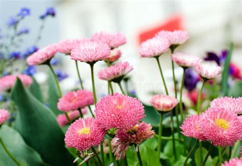 Pink Margarites Stock Image Image Of Bokech Macro Spring 14654343