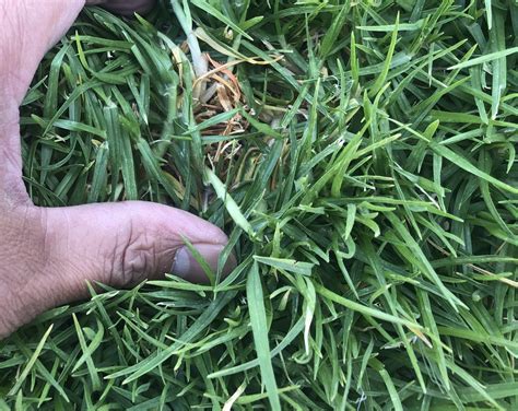 Grass Id Bermuda Centipede Lawn Care Forum