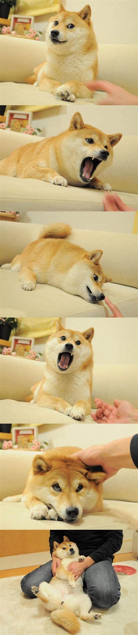 These Are The Photos That Started Doge Cute Animals