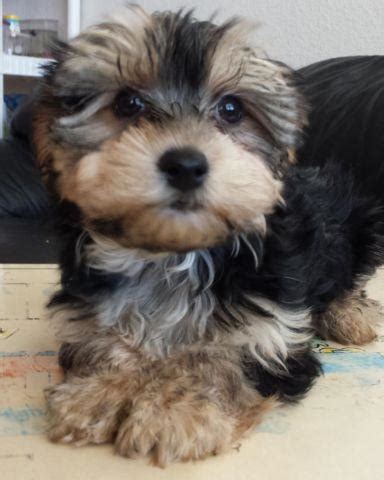 Here at petland mall of georgia in georgia, we pride ourselves on being the most knowledgeable about matching the right puppies with the right family and making sure everyone has exactly what they need to be happy and healthy! Adorable Yorkshire Terrier/Maltese Mix Puppy for Adoption ...