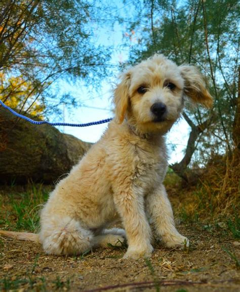 Animal shelters & rescues near you. Adopt Mason on | Poodle mix puppies, Pets, Lake forest ...