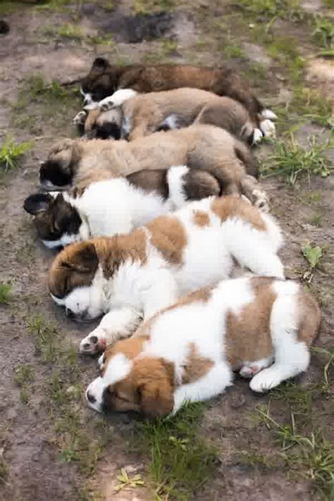 Free sixteen month old, neutered saint bernard male needs a good home. Mini Saint Bernard Puppies Photography | St bernard puppy, Sleeping puppies, Puppy litter