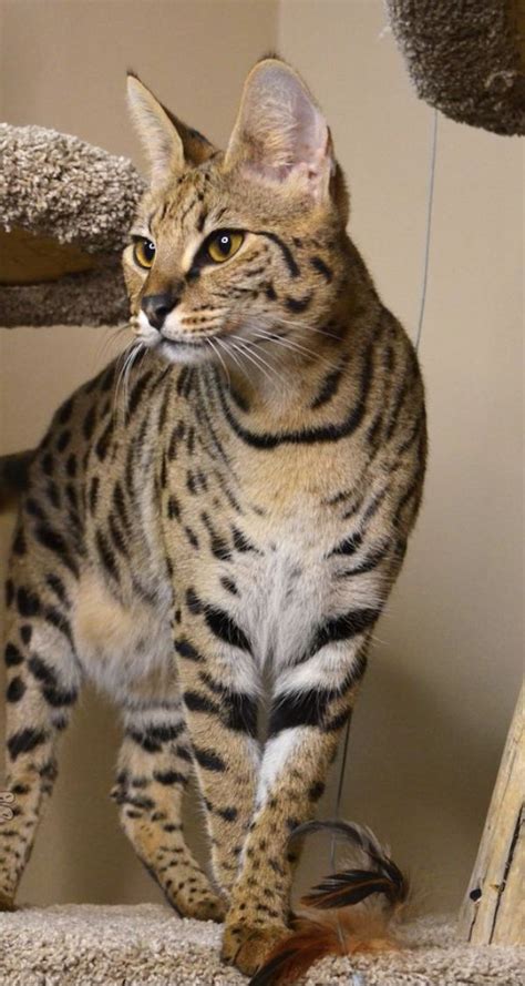F2 savannah kittens for sale. Pin on Savannah cat