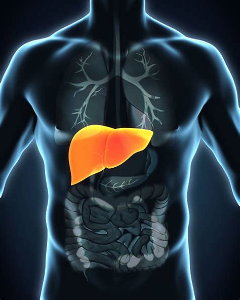 Royalty Free Human Liver Pictures Images And Stock Photos Istock