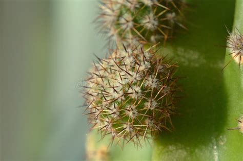 Small Potted Cactus Close Up Stock Photo Image Of Flow Small 133025868