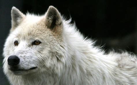 White Wolf Wolf Battlefield What Life Is Really Like For The Wolf