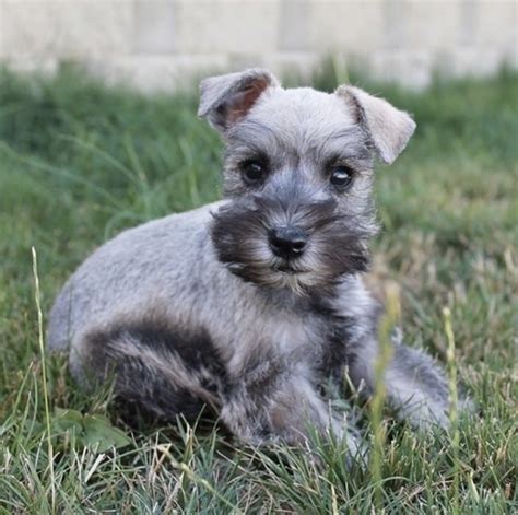 Miniature Schnauzer Puppies For Sale Huntington UT 309348