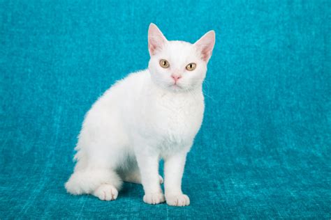 American Wirehair Cat Breed Everything You Need To Know At A Glance