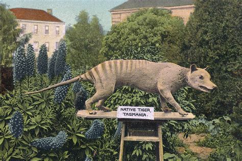 Extinct Animals That Could Be Resurrected One Day Readers Digest