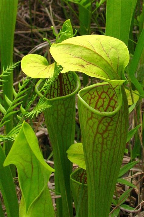 Pitcher Plant Creationwiki The Encyclopedia Of Creation Science