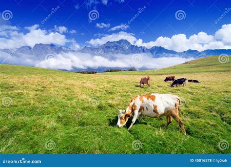 Cows On Meadow Stock Photo Image Of Pasture Meadow 45016578