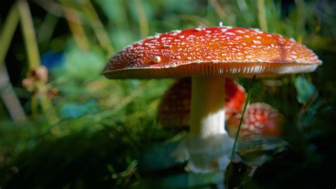 Closeup View Of Red Mushroom In Green Grass Background 4k Hd Nature