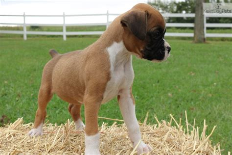 Cheap teacup boxer puppies for sale near me: Boxer puppy for sale near Kansas City, Missouri. | 577d381d-34a1