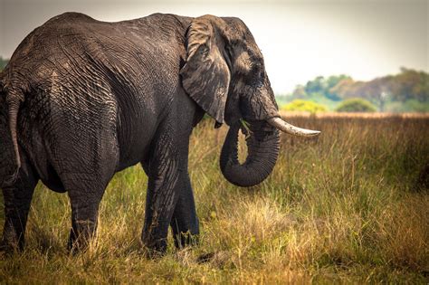 Huge Male African Elephant Elephant African Elephant African
