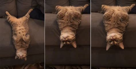 What The Cat Laying Upside Down Hanging Head Off End Of Sofa Borninspace