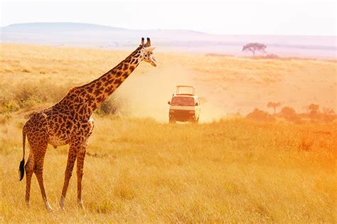 Kenya And Tanzania Safari • Freedom Destinations