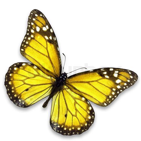 Yellow Butterfly Stock Image Colourbox