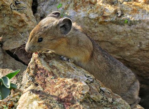 Adventures Of A Vagabond Volunteer Pika The Rabbit Of The