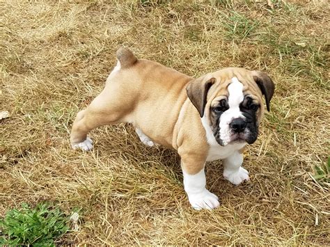 39 Olde English Bulldog Kennel Image Bleumoonproductions